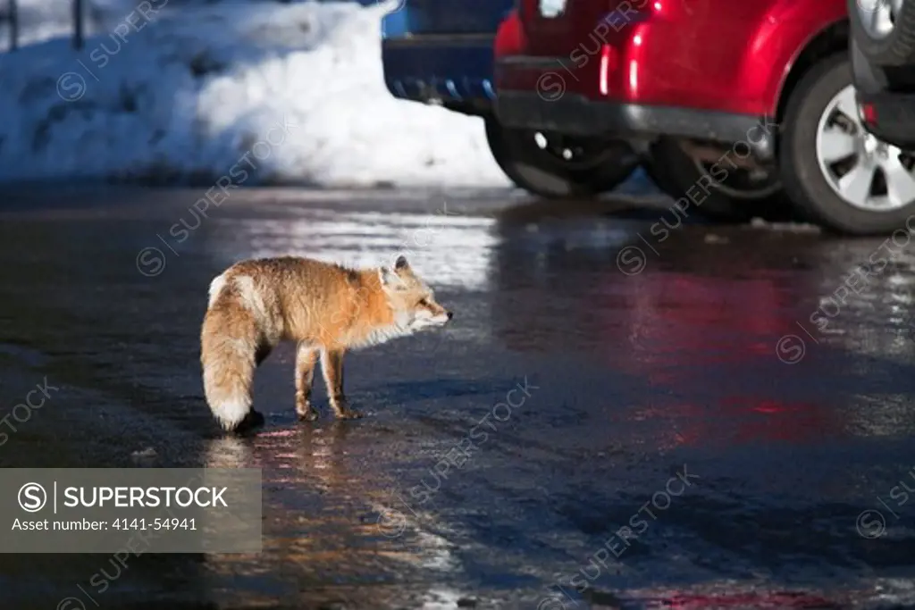 Red Fox (Vulpes Vulpes) Foraging For Human Food In The Longmire Area Of Mount Rainier National Park, Washington State, Usa