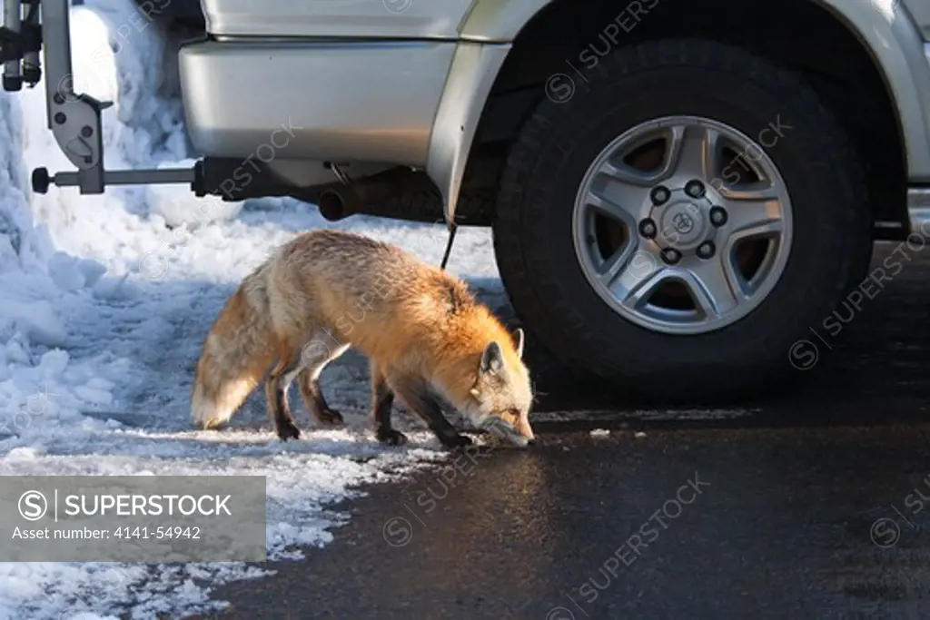 Red Fox (Vulpes Vulpes) Foraging For Human Food In The Longmire Area Of Mount Rainier National Park, Washington State, Usa