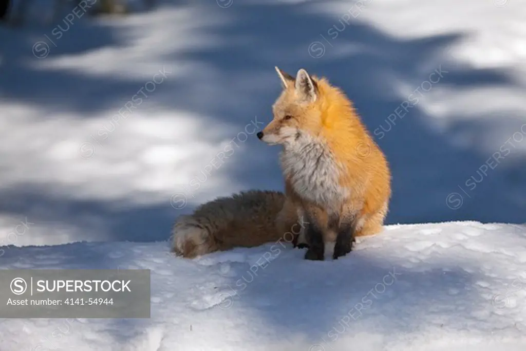 Red Fox (Vulpes Vulpes) Taking A Break From Hunting In The Longmire Area Of Mount Rainier National Park, Washington State, Usa