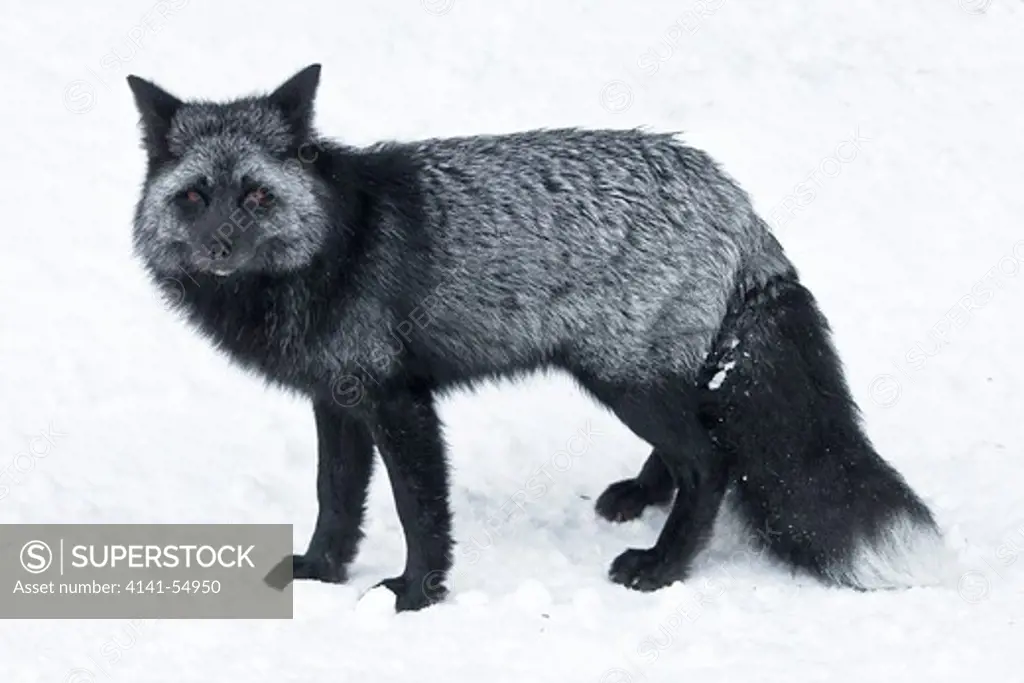Silver Fox (Vulpes Vulpes), A Genetic Color Variant Of The Red Fox,  In The Longmire Area Of Mount Rainier National Park, Washington State, Usa