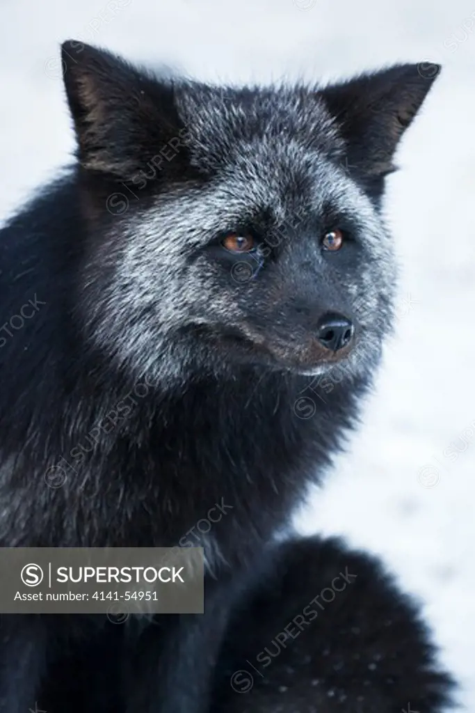 Silver Fox (Vulpes Vulpes), A Genetic Color Variant Of The Red Fox,  In The Longmire Area Of Mount Rainier National Park, Washington State, Usa
