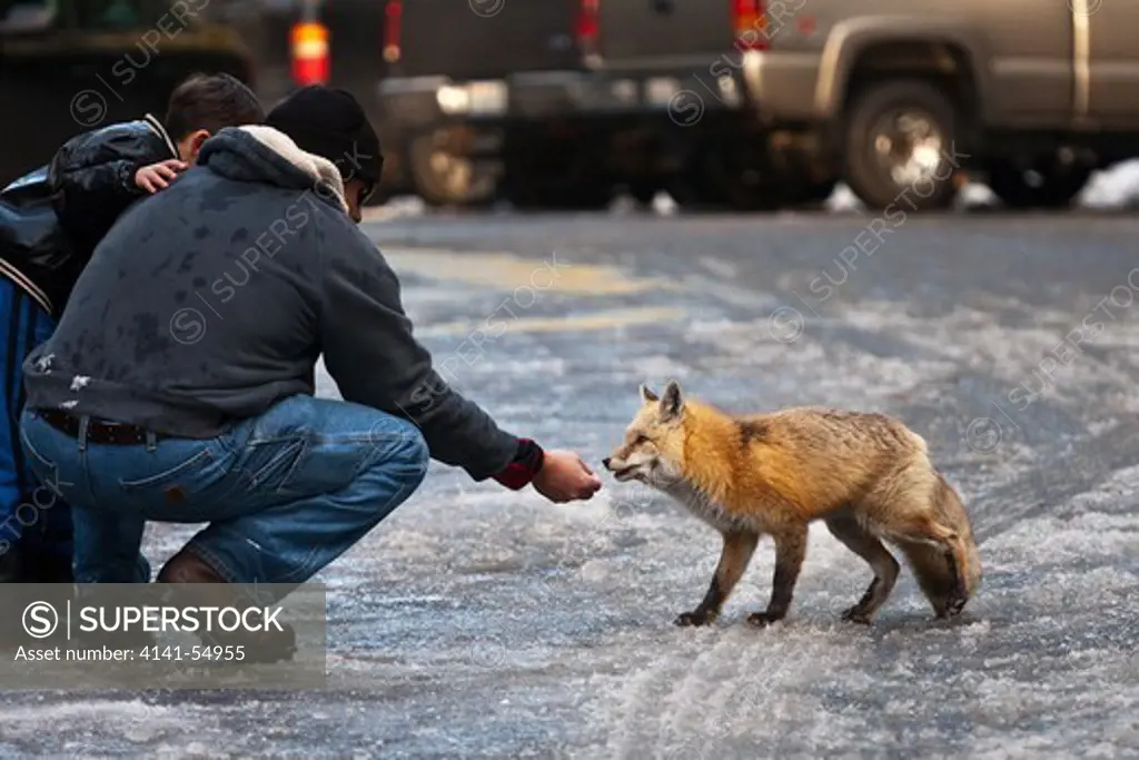 Visitor Unwisely And Illegally Feeding A Human-Habituated Red Fox (Vulpes Vulpes) In The Longmire Area Of Mount Rainier National Park, Washington State, Usa Note: No Model Release; Use For Editorial Purposes Only