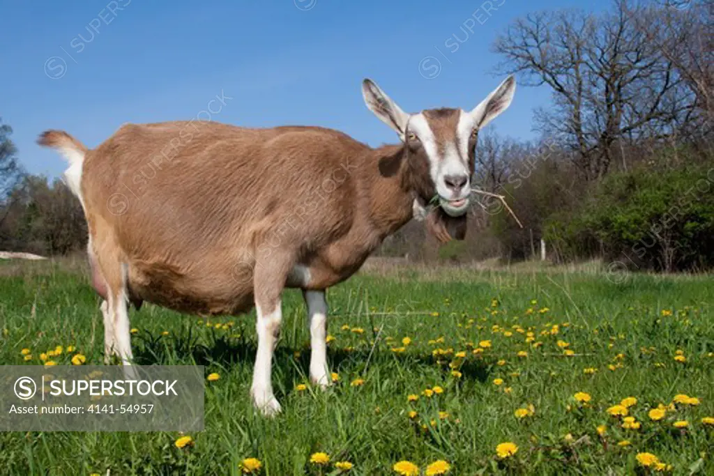 Toggenburg Goat (Female), Dairy Breed; In Green Grass, Dandelions; East Troy, Wi (Chewing Grass And Twig In Pasture)
