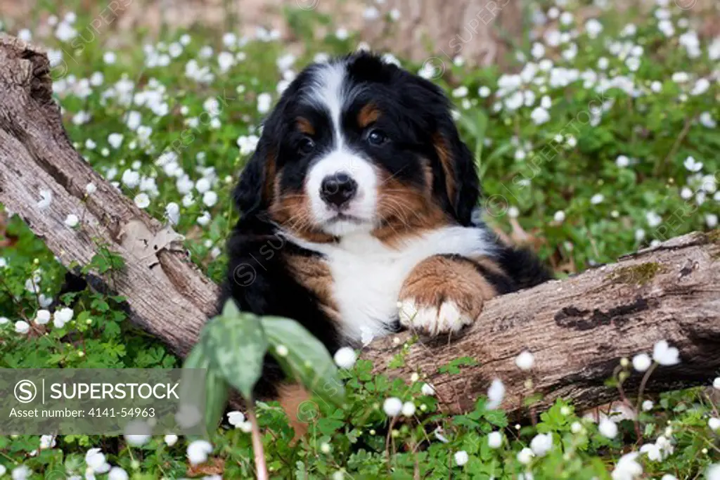 Bernese Mountain Dog Pup, Paw On Log, Sitting In Wild Anemones; Elburn, Illinois, Usa (Dm)