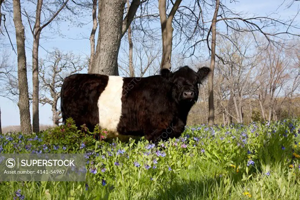 Belted Galloway Cow Standing In Virginia Bluebells, Rockton, Illinois, Usa (Kj)