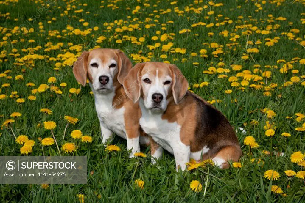 Pair Of Beagle Hounds In Dandelions; Acadia, Wisconsin, Usa (Vs)