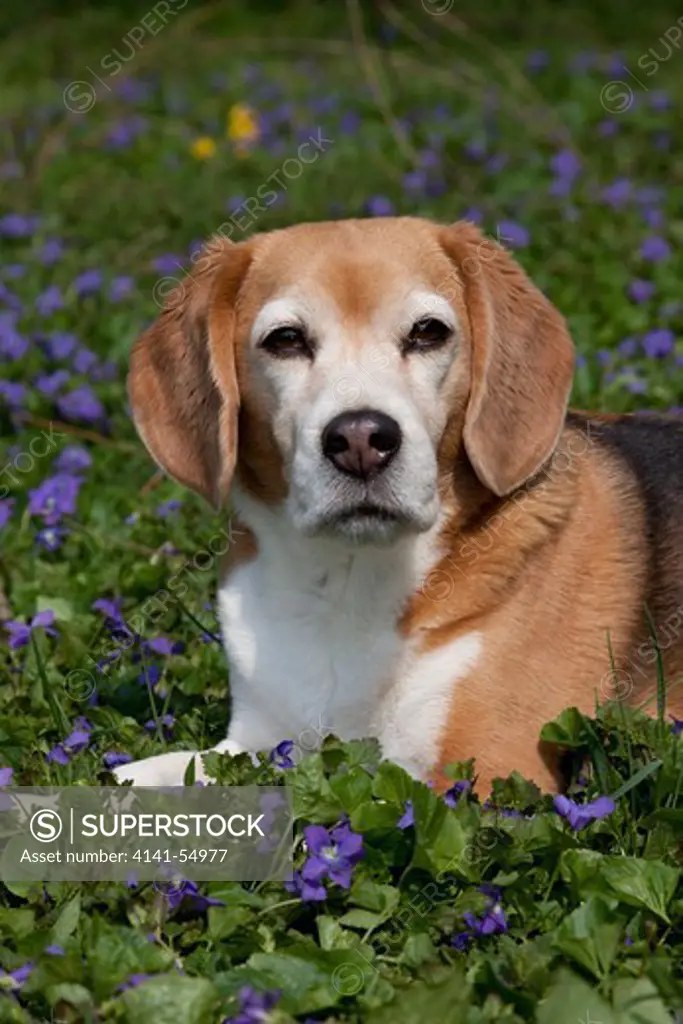 Portrait Of Beagle Lying In Carpet Of Wild Purple Violets; Arcadia, Wisconsin, Usa (Vs)
