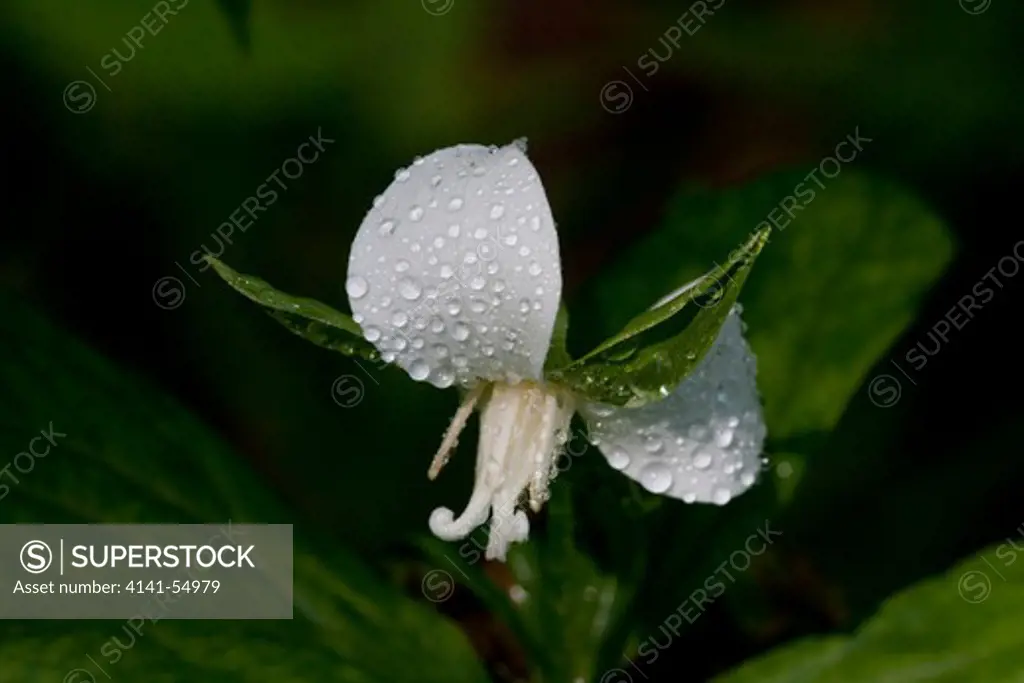Nodding Trillium (Trillium Cernuum), Lily Family; Blooming In Moist, Deciduous Woodland; Elburn, Illinois, Usa