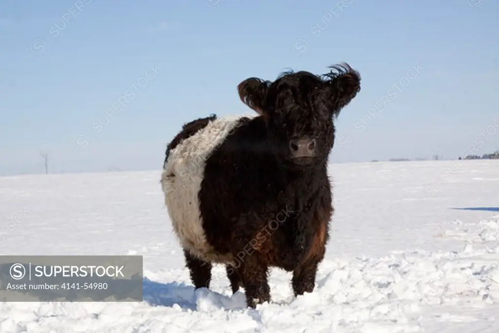 Belted Galloway(S) Standing In Snow-Covered Field, Mid Winter; Belvidere, Illinois, Usa