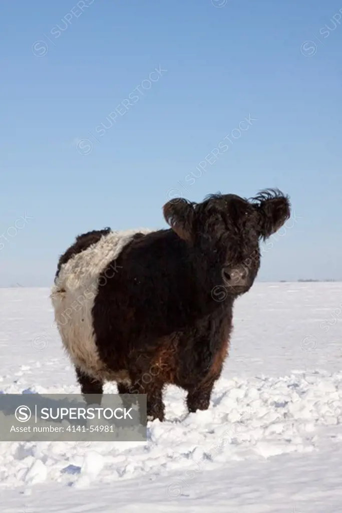 Belted Galloway Cow Standing In Snow-Covered Field, Mid Winter; Belvidere, Illinois, Usa