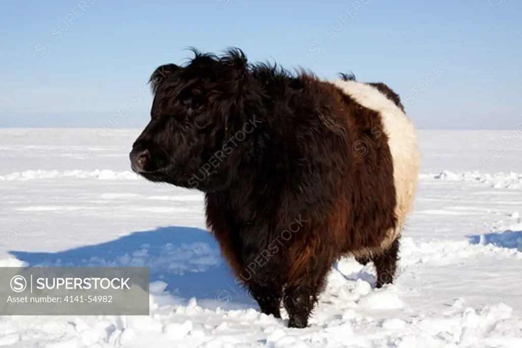 Belted Galloway Cow Standing In Snow-Covered Field, Mid Winter; Belvidere, Illinois, Usa