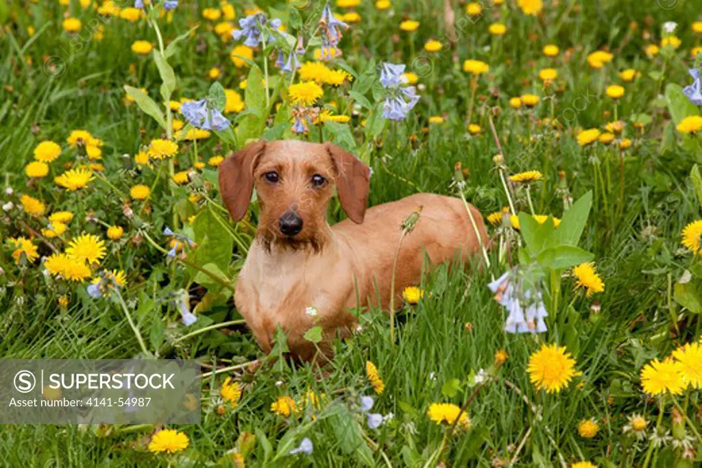 Summer-Shaved Long-Haired Dachshund In Virginia Bluebells And Dandelions; Rockton, Illinois, Usa (Aw)