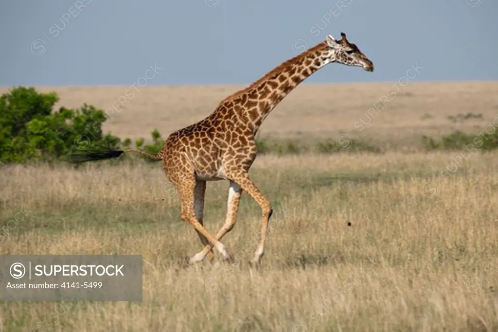 common giraffe running, giraffe camelopardais; masai mara, kenya.
