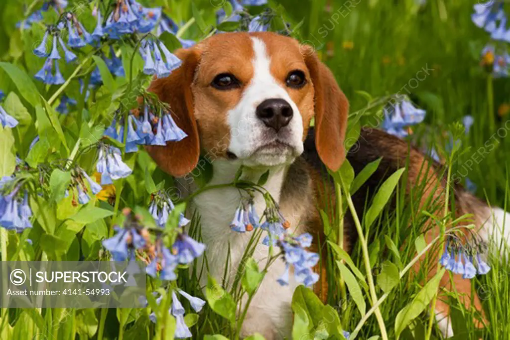 Portrait Of Beagle Hound In Virginia Bluebells; Rockton, Illinois, Usa (Aw)