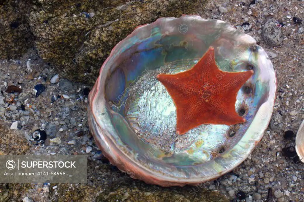Red Abalone (Haliotis Rufescens) Shell And Bat Star (Asterina Miniata) In Rocky Tide Pool; Red Abalone Is A Gastropod (Univalve) And The Largest Marine Snail In California; The Shell Reveals The Mother-Of-Pearl, Or Nacre, Surface; Southern California, Usa