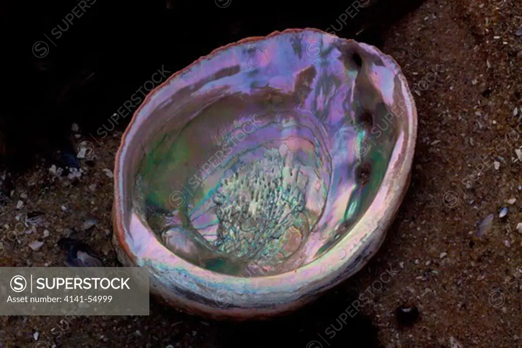 Close Up View Of Submerged Red Abalone (Haliotis Rufescens) Shell In Rocky Tide Pool; Photo Shows Three Apertures, Or Holes, That Living Abalone Had Used For Water Exchange; Red Abalone Is A Gastropod (Univalve) And The Largest Marine Snail In California; The Shell Reveals The Mother-Of-Pearl, Or Nacre, Surface; Southern California, Usa