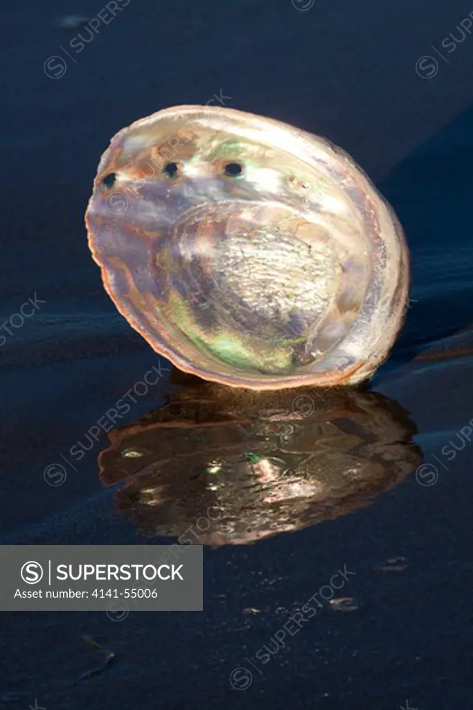 Red Abalone (Haliotis Rufescens) On Sandy Beach, Early A.M., Casting Reflection; Note Mother-Of-Pearl (Nacre) Finish Inside Shell; Red Abalone Is Largest Of California Marine Snails And Is A Gastropod (Univalve); Santa Barbara, California, Usa