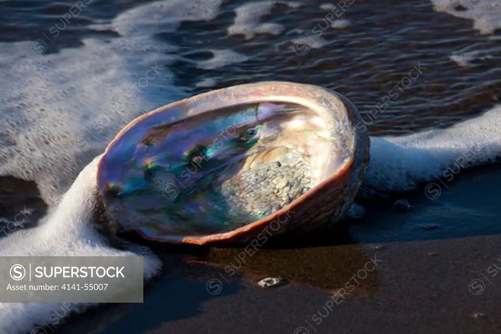 Red Abalone (Haliotis Rufescens) On Sandy Beach, Early A.M., Buffeted By Tide At Surf'S Edge; Note Mother-Of-Pearl (Nacre) Finish Inside Shell; Red Abalone Is Largest Of California Marine Snails And Is A Gastropod (Univalve); Santa Barbara, California, Usa