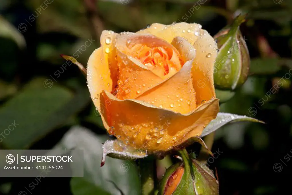 Tea Rose In Bloom; Santa Barbara, California, Usa