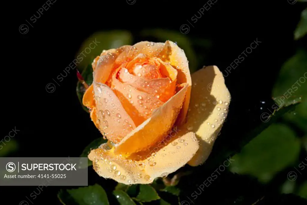 Tea Rose In Bloom; Santa Barbara, California, Usa