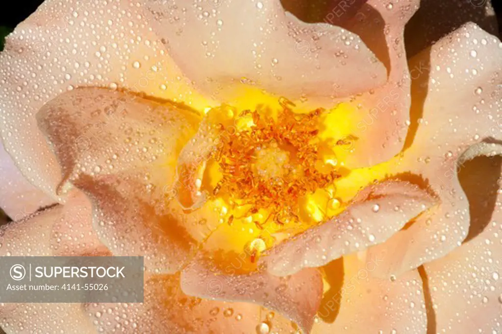 Rose In Bloom; Santa Barbara, California, Usa