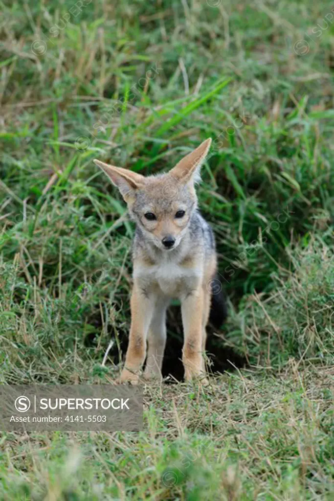silver-backed jackal pup outside of the den site, caracias caudata; masai mara, kenya.
