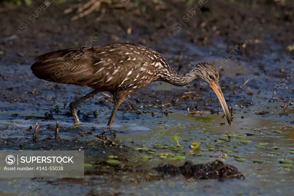 Limpkin (Aramus Guarauna) Hunting For Apple Snails In Wetland; Lakeland, Florida, Usa