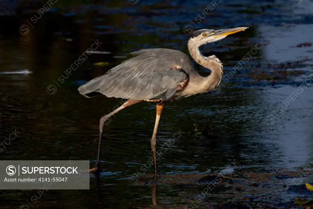 Great Blue Heron (Ardea Herodias) Hunting For Minnows In Shallow Freshwater Wetland; Central Florida (Lakeland), Usa
