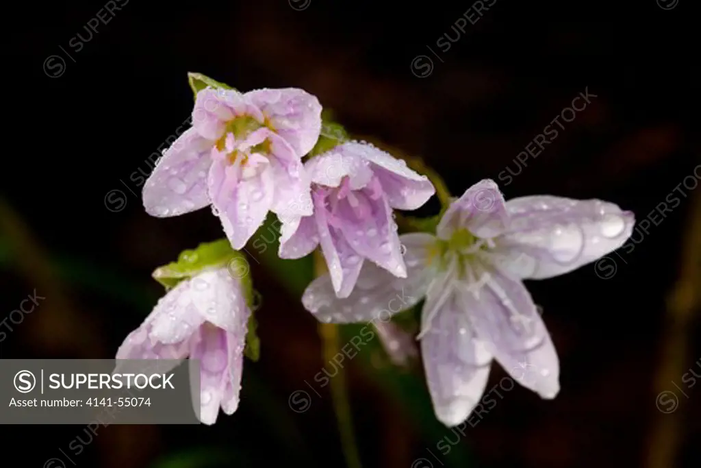 Spring-Beauties (Claytonia Virginica Of The Purslane Family) In Moist, Deciduous Woodland; Elburn, Illinois, Usa