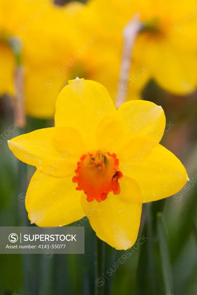 Daffodil With Crab Spider On Orange Center (Right); In Garden; East Haddam, Connecticut, Usa (Dl)