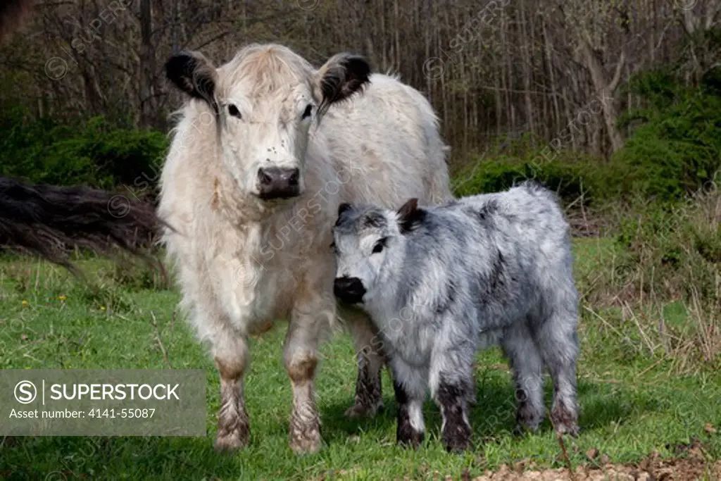 Galloway Cow And Calf In Spring Pasture; East Granby, Connecticut, Usa (Bn)