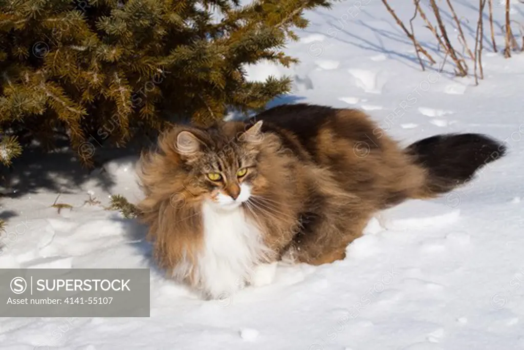 Norwegian Forest Cat In Snow By Spruce Boughs; Frankfort, Il