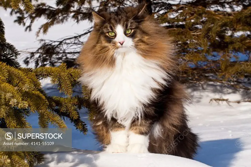Norwegian Forest Cat In Snow By Spruce Boughs; Standing Tall On Edge Of Drift; Frankfort, Illinois, Usa