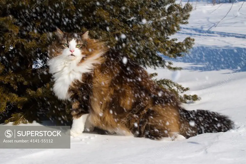 Norwegian Forest Cat By Spruce In Falling Snow; Frankfort, Il