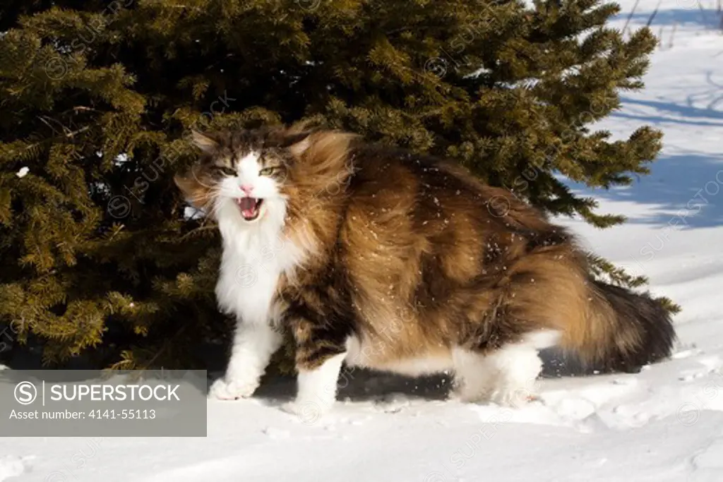 Norwegian Forest Cat By Spruce In Snow (Cat Appearing To Snarl, But Actually Meowing) On Windy Day; Frankfort, Illinois, Usa