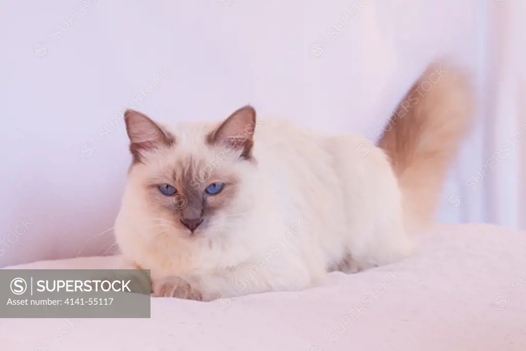 Siamese Cat, Long Hair (Aka Balinese Cat) In Lilac Point Pattern In Studio Setting, Belvidere, Illinois