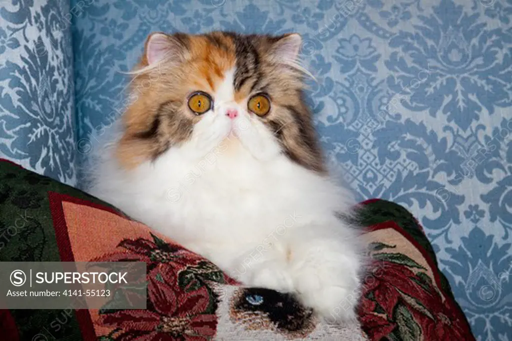 Persian Cat, Tricolor, On Couch  Cat  Pillow;  Naperville, Illinois