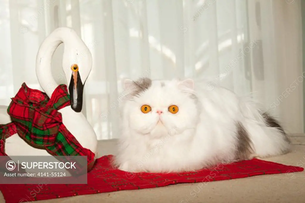 Persian Cat, Gray And White, On Table With Swan Ornament; Naperville, Illinois, Usa