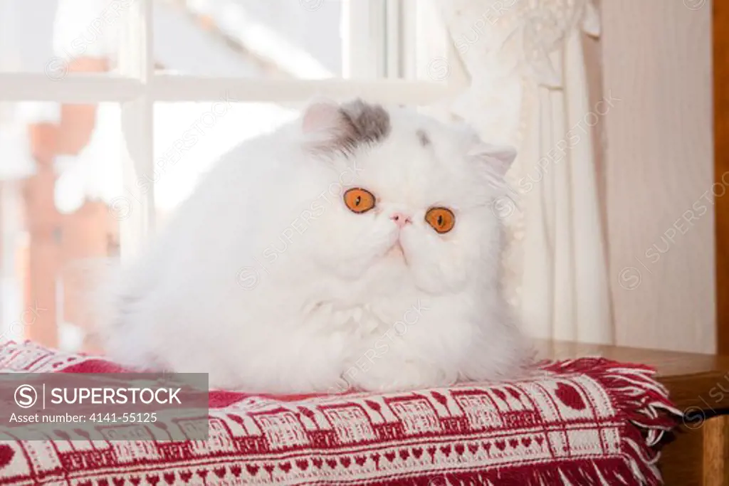 Persian Cat, Gray And White, On Table;  Naperville, Illinois, Usa