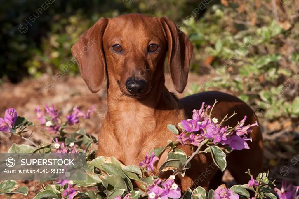 Dachshund, Smooth-Haired Standard, By Purple Garden Flowers, Sarasota, Florida, Usa