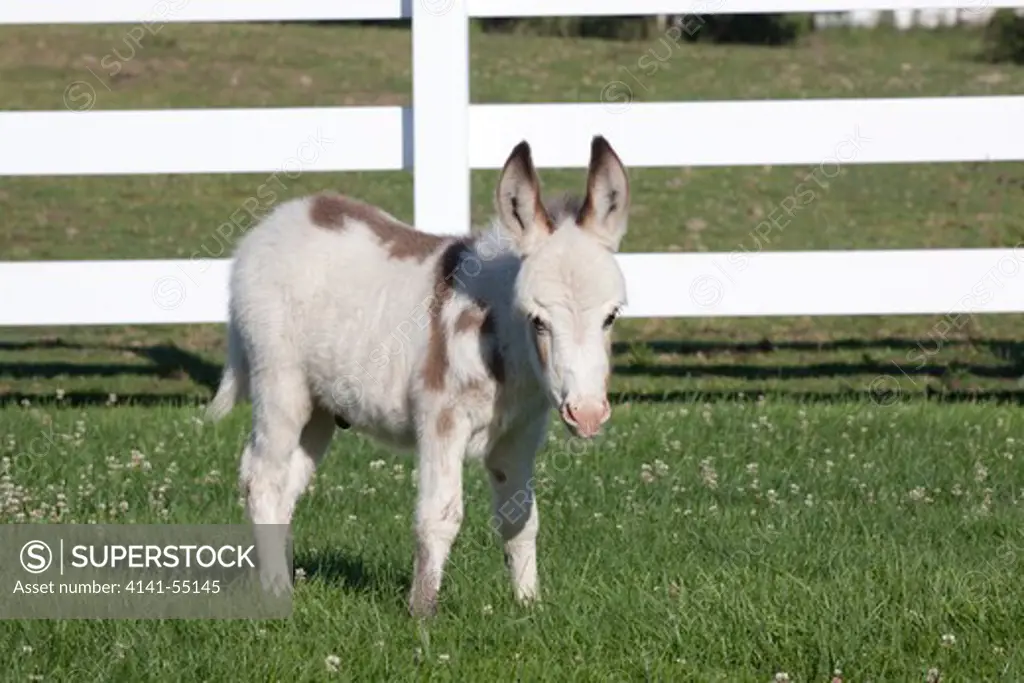 Miniature Donkey Foal (Primarily White) Standing In Clover And Grass; Middletown, Connecticut, Usa