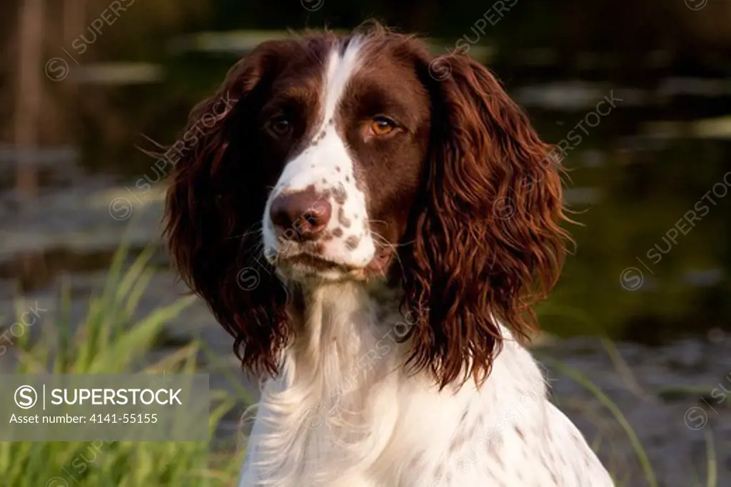 Portrait Of An English Springer Spaniel In Late Afternoon By A Pond; Elkhorn, Wisconsin, Usa (Cl)