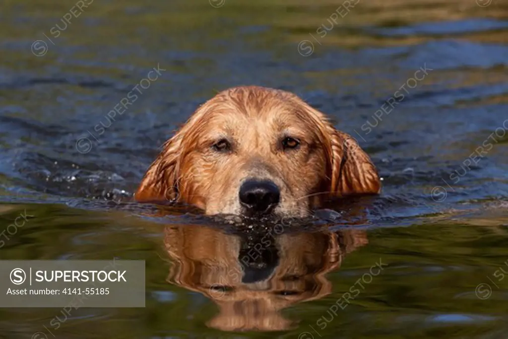 Portrait Of Golden Retriever (Male) As It Swims In Freshwater Pond; Woodstock, Illinois, Usa (Sb)