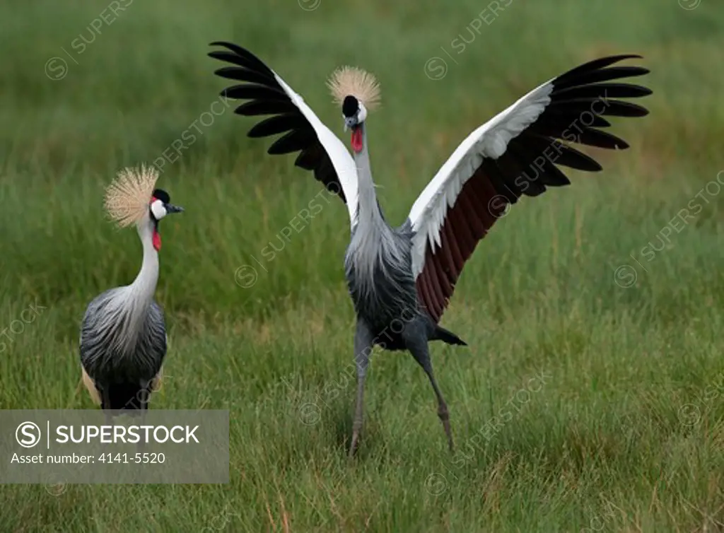 crowned crane pair with male doing courtship display, balearica regulorum; masai mara, kenya.