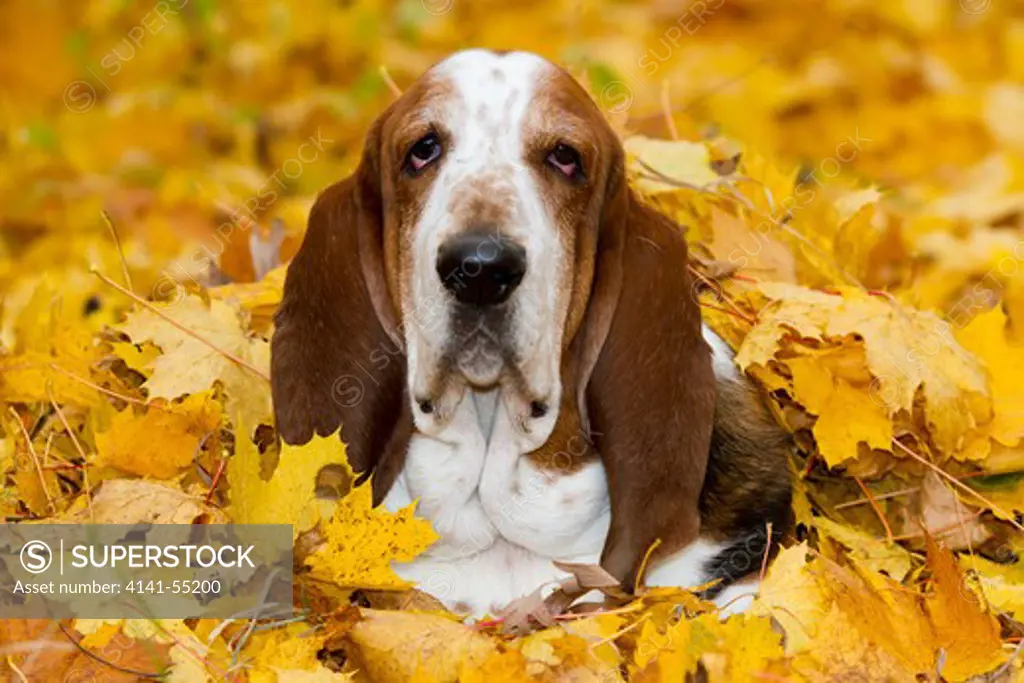 Male Basset Hound In Autumn Leaves; St. Charles, Illinois, Usa (Jk)