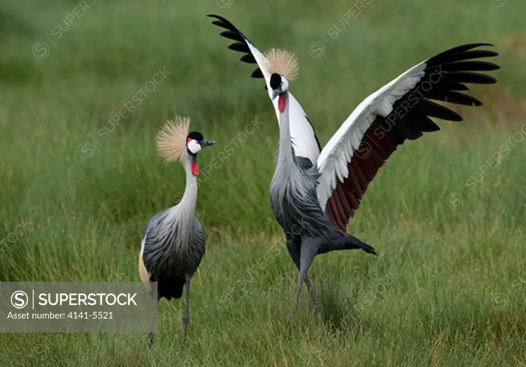 crowned crane pair with male doing courtship display, balearica regulorum; masai mara, kenya.