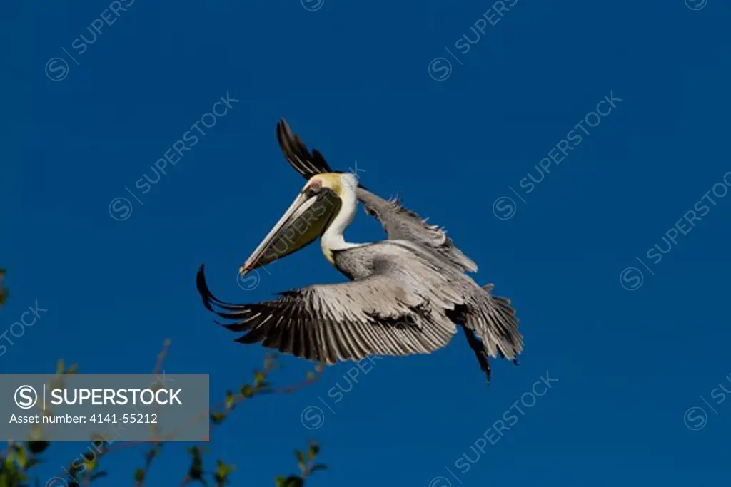 Eastern Brown Pelican In Flight; Pinellas County, Florida, Usa