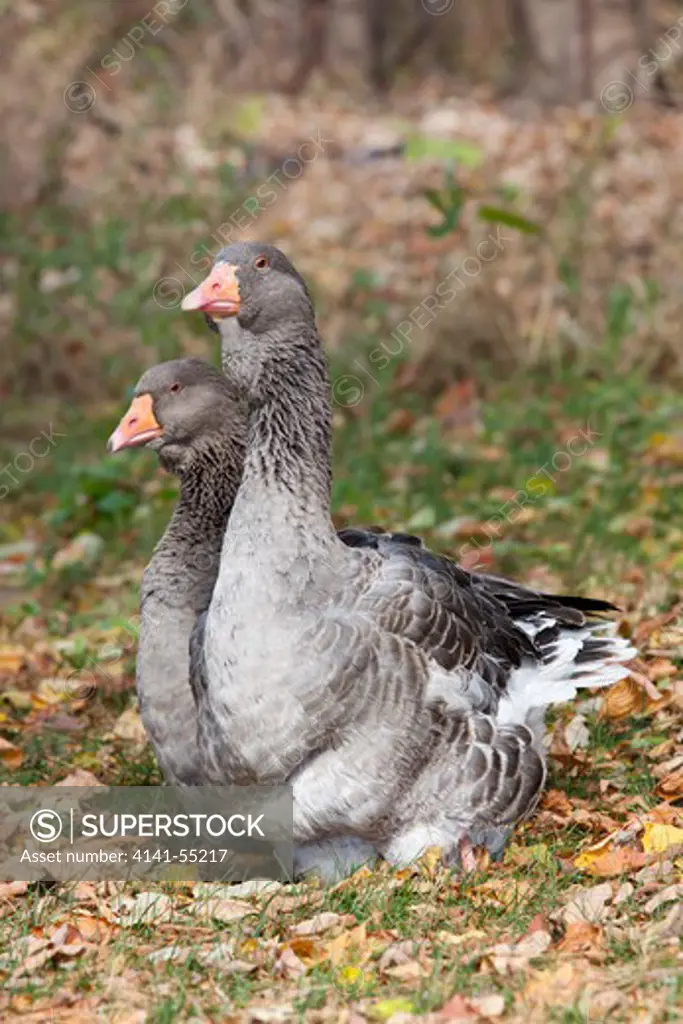 Pair Of Gray Toulouse Geese, An Old Domestic Breed, Deveoped In France, Whose Wild Progenitor Was The Western Graylag Goose; Showing The Characteristic Dewlap Of Both Sexes; Adult Gander May Weigh Up To 26 Pounds; On Field; Calamus, Iowa, Usa