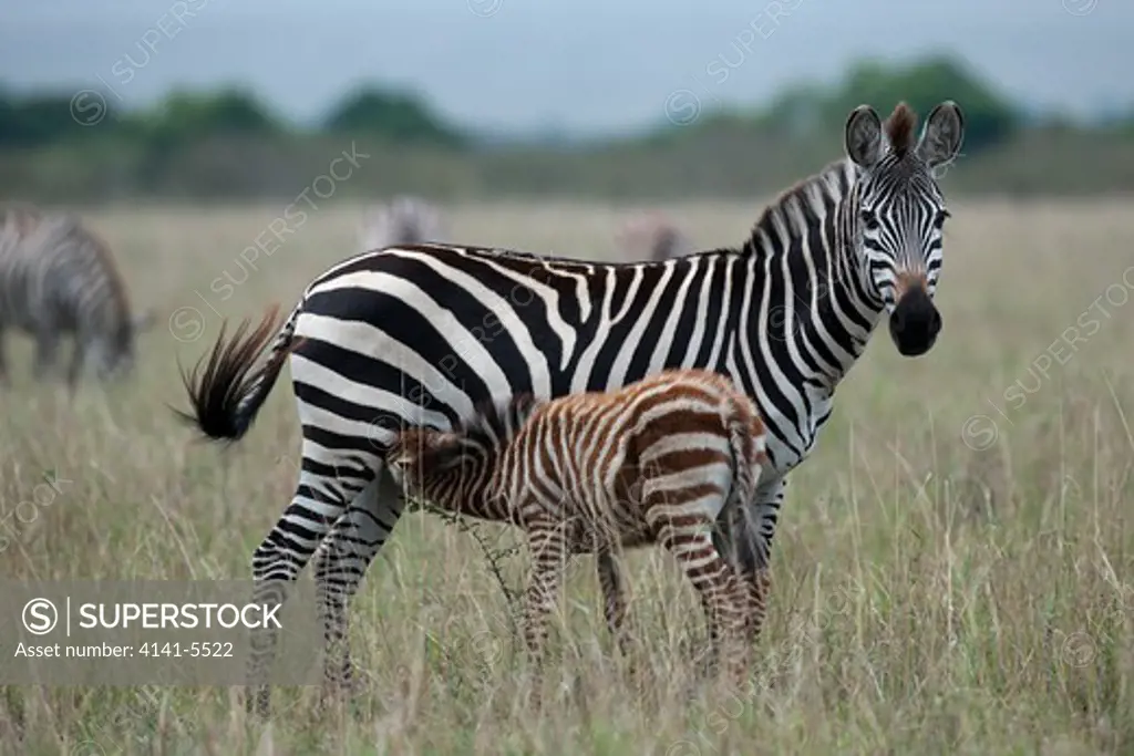 a common zebra female with her foal, equus burchelli; masai mara, kenya.