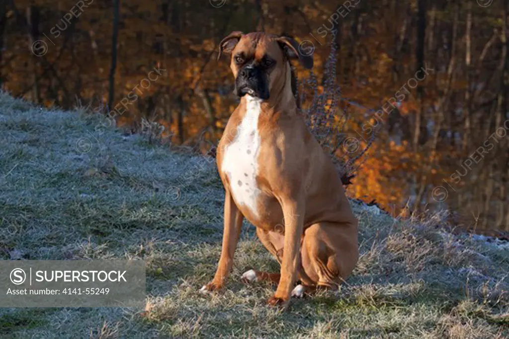 Male Boxer, Flashy Fawn With Natural Ears, Sitting On Frosty Grass Next To Lake Reflecting Early November Color; Rockford, Illinois, Usa (Pj)